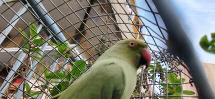 Rose ring parakeet