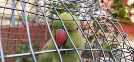 Rose ring parakeet