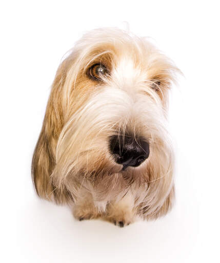 The lovely face of a basset griffon vendeen petit