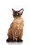 A beautiful chocolate burmese cat with Golden eyes