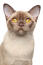 A champagne burmese cat with a brown nose and Golden eyes
