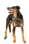 A fit and healthy adult beauceron