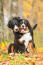 Two adult bernese mountain dogs enjoying each others company