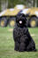 An adult black russian terrier with a healthy, black coat