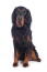 A young adult Gordon setter sat up to attention
