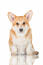 A beautiful young pembroke welsh corgi with a healthy, soft coat