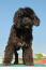 A portuguese water dog standing tall, showing off its wonderful thick dark coat