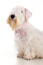 A sealyham terrier's incredible scruffy beard and beautifully soft, white coat