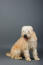 A soft coated wheaten terrier's incredible, thick, long coat
