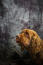 A close up of a sussex spaniel's wonderful thick, curly ears