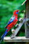 A beautiful crimson rosella, climbing up into it's house