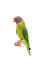 A plum headed parakeet's lovely, orange beak