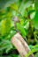 A red fan parrot's incredible, strong beak