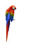 The beautiful colours or a scarlet macaw