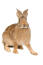 A belgian hare with incredible large back feet