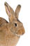 A close up of a belgian hare's wonderful big ears