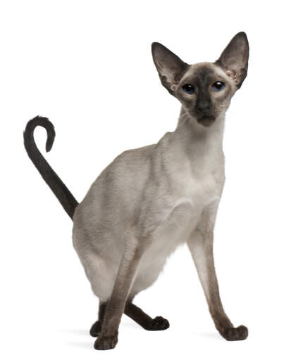 A lovely long legged balinese cat