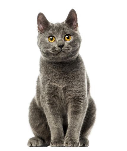 Кошка породы шартрез с темно-серым окрасом шерсти.