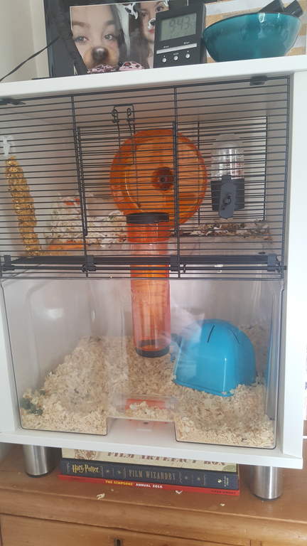 qute gerbil cage
