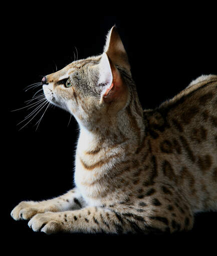 A young savannah cat thats very curious