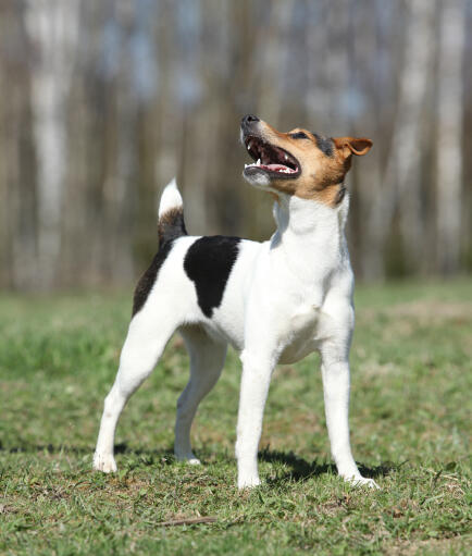 Wire haired parson terrier top