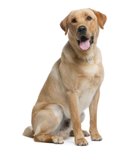 A healthy adult labrador sitting, waiting for some attention from it's owner