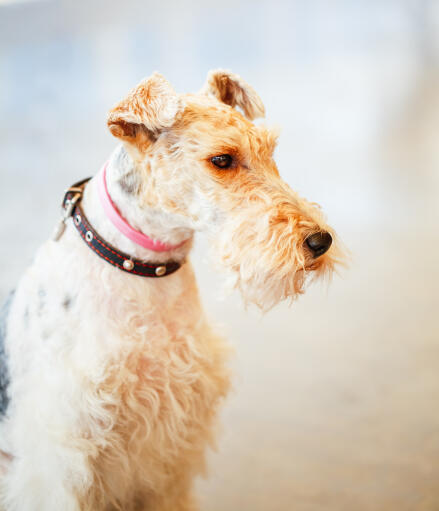 A wire fox terrier's wonderful, long nose and wiry ears