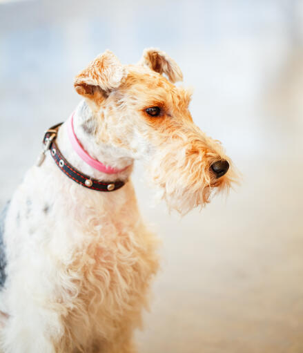 are pig ears better for a wire fox terrier than rawhide ears