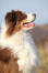 A fantastic looking australian shepherd eager to work