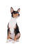 A black, white and brown basenji puppy, showing off it's typically large ears