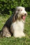 A beautiful adult bearded collie sitting neatly, resting