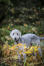 A beautiful, little bedlington terrier playing outside