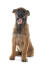 A young belgian shepherd dog (malinois) sitting down with his tongue out