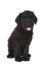 A healthy black russian terrier puppy sitting very neatly