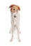 A light brown coated adult borzoi standing tall