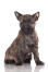 A short coated, wiry, young cairn terrier puppy