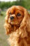 A close up of a cavalier king charles spaniel's beautiful long, soft ears