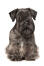 A cesky terrier with wonderful pointed ears and a long fringe