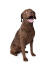 A strong happy chesapeake bay retriever ready for a game