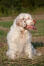 A clumber spaniel sitting beautifully, waiting for some attention