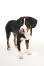 A entlebucher mountain dog showing off its beautiful tall legs