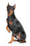 A lovely young german pinscher sitting with his paw up