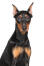 A lovely young bright eyed german pinscher with cropped ears