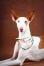 A pretty ibizan hound with lovely big ears and a pointed head