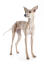 A light brown italian greyhound with its ears perked awaiting a command