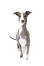 An italian greyhound showing off it's wonderful perked ears