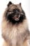 A close up of keeshond's beautiful thick coat with lovely colour patterns