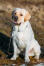 A beautiful, white labrador retriever sitting neatly, waiting for some attention