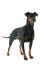 A male adult manchester terrier standing tall, showing off it's muscular body