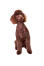 A lovely little chocolate brown miniature poodle sitting very attentively